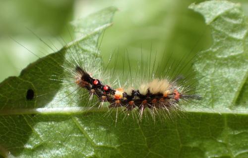 Orgyia antiqua